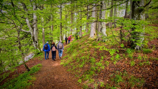 IMG_2752 Paseo desde Bergstation a Schauinsland. 1284 m altura h - copia