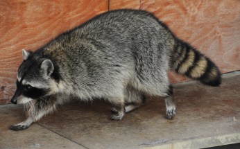 2019-06-13 24 Mapache. Unexpected visitor inspector.jpg